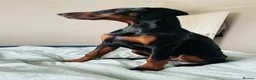 Dobermann dogs for sale: Finding the Perfect Forever Home for Arya - Advert 13