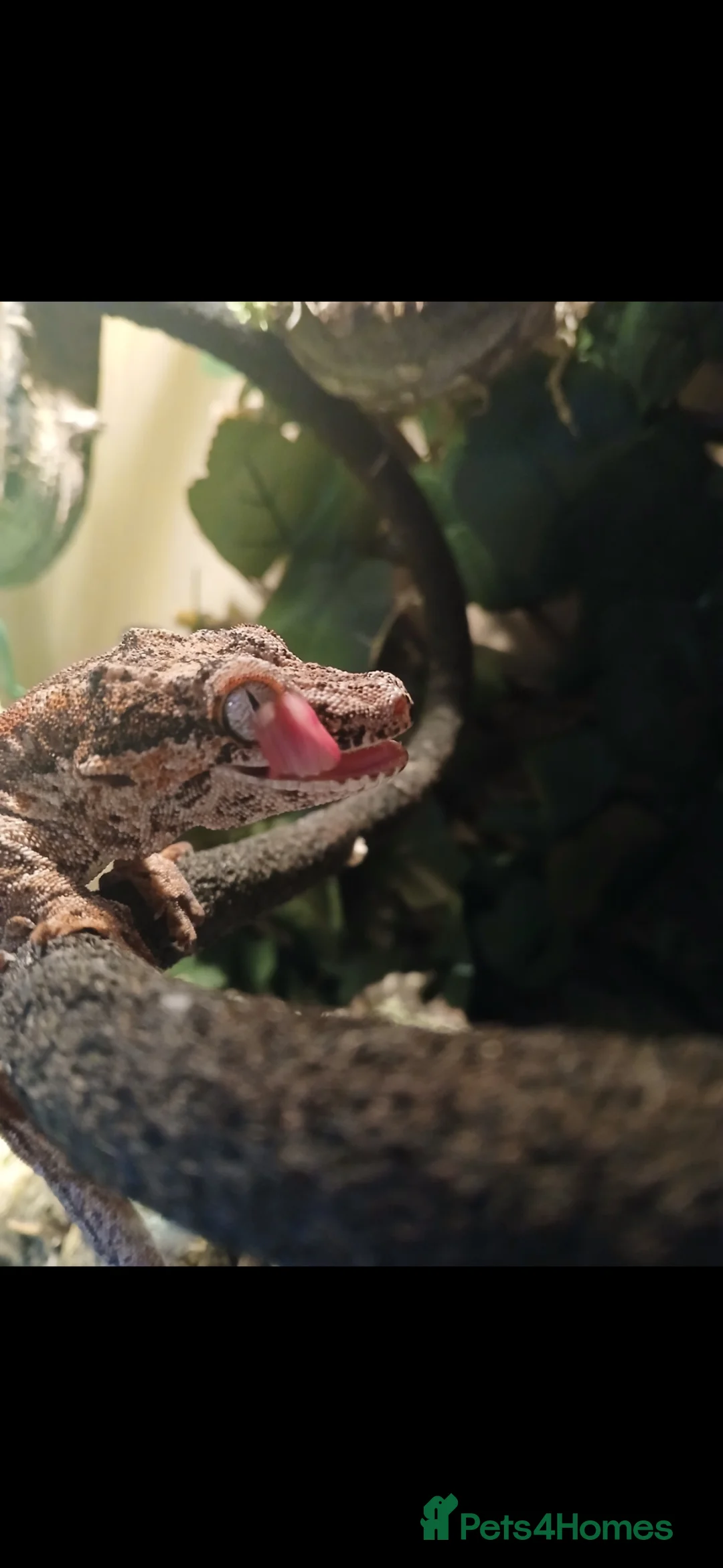 Gecko reptiles for sale: Red gargoyle gecko in Durham - Advert 3