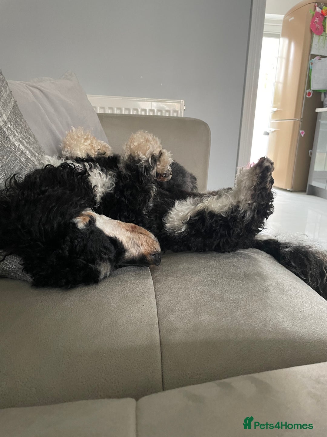 Toy Poodle dogs for stud: GRANDSON OF RICO! Health tested KC Toy Poodle Stud in Middlesbrough - Advert 16