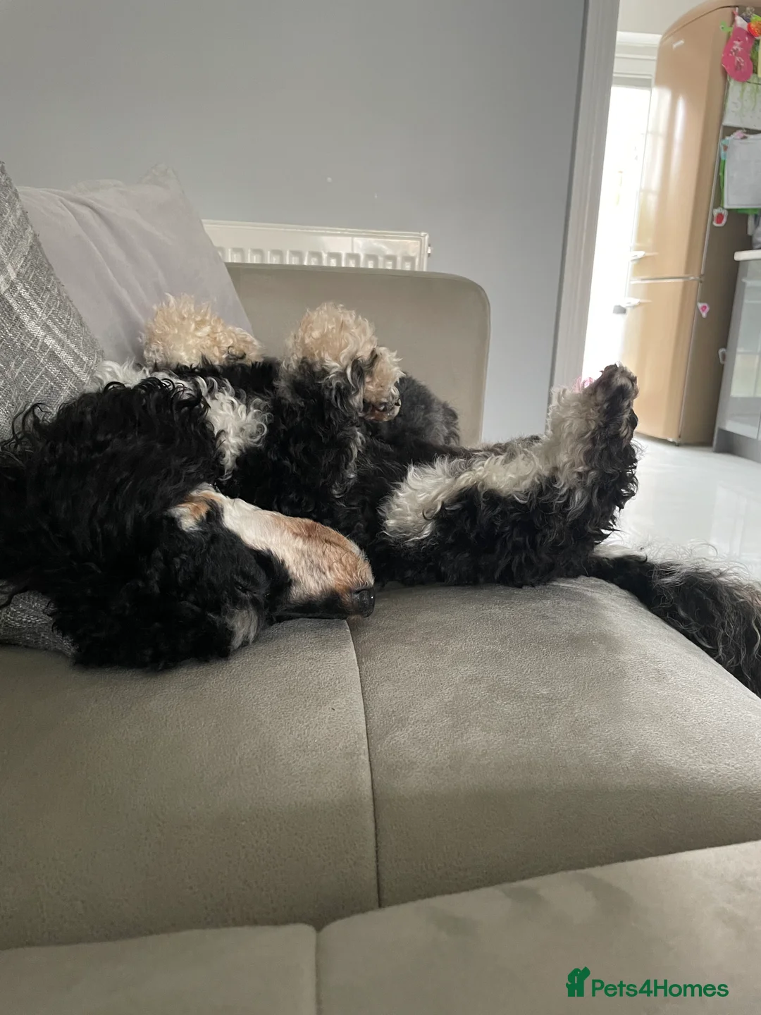 Toy Poodle dogs for stud: GRANDSON OF RICO! Health tested KC Toy Poodle Stud in Middlesbrough - Advert 16