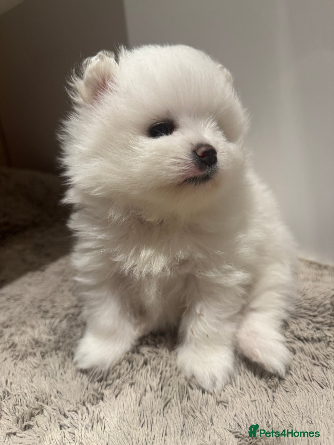 Pomeranian dogs for sale: Stunning KC littler of mini white pom puppy boy - Advert 6