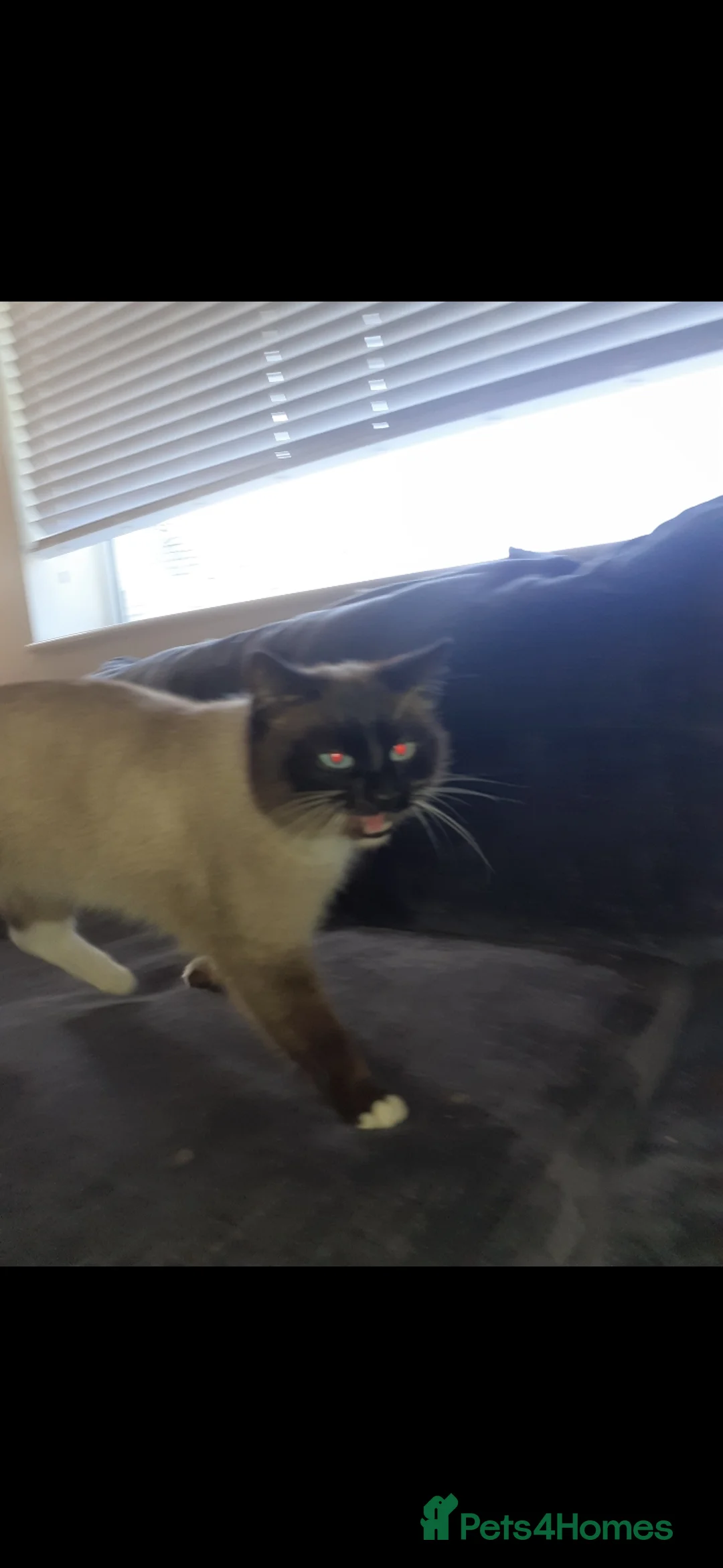 Ragdoll cats for sale: Very friendly boy - Advert 1