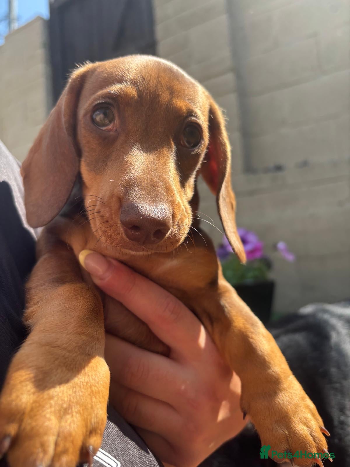 Miniature Dachshund dogs 1 beautiful minature dachshund puppy - Advert 10