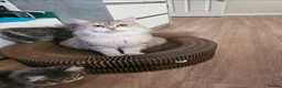 Siberian cats for sale: Beautiful Siberian Girl Looking for a Loving Home - Advert 3