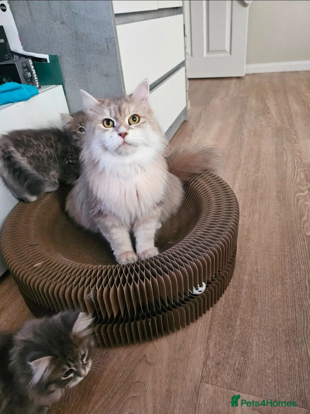 Siberian cats for sale: Beautiful Siberian Girl Looking for a Loving Home - Advert 3