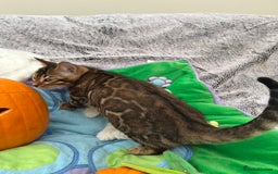 Bengal cats for sale: OUTSTANDING TICA reg BENGAL KITTENS - Image 23