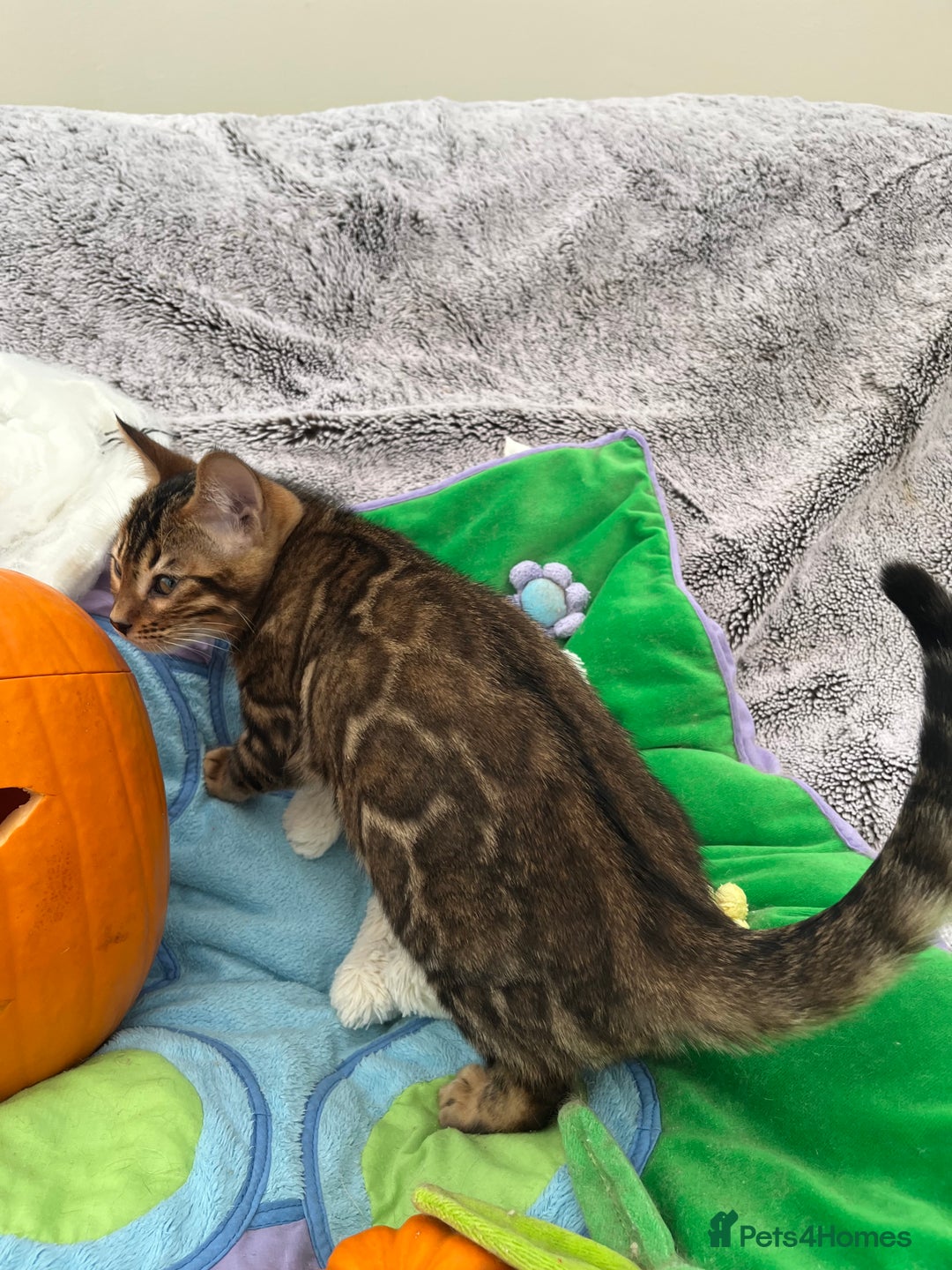 Bengal cats for sale: OUTSTANDING TICA reg BENGAL KITTENS - Image 23