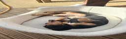 Dachshund dogs for sale: Female Dachshund  - Advert 6
