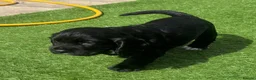 Cocker Spaniel dogs for sale: Black working Cocker Spaniel male - Advert 1