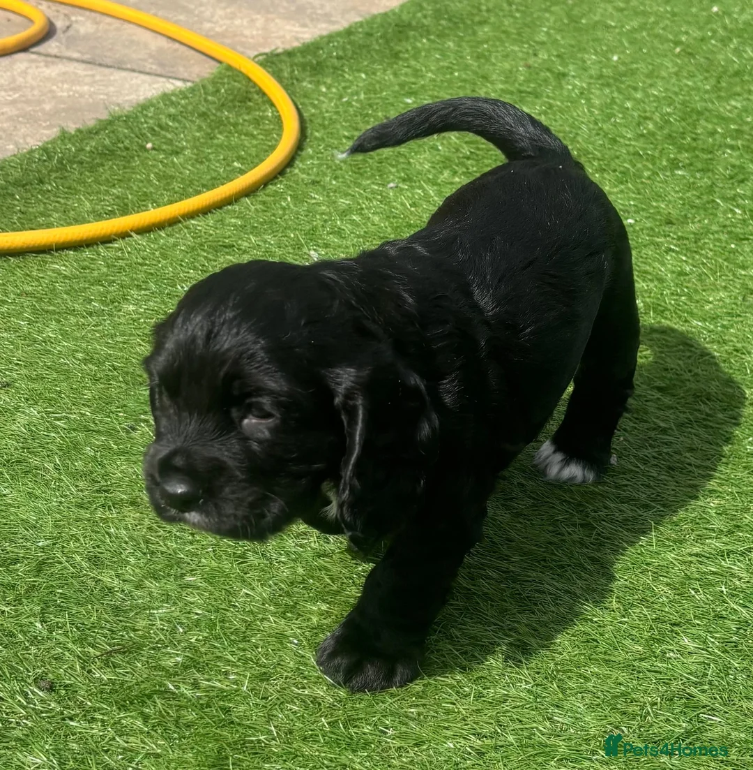 Cocker Spaniel dogs for sale: Black working Cocker Spaniel male - Advert 1