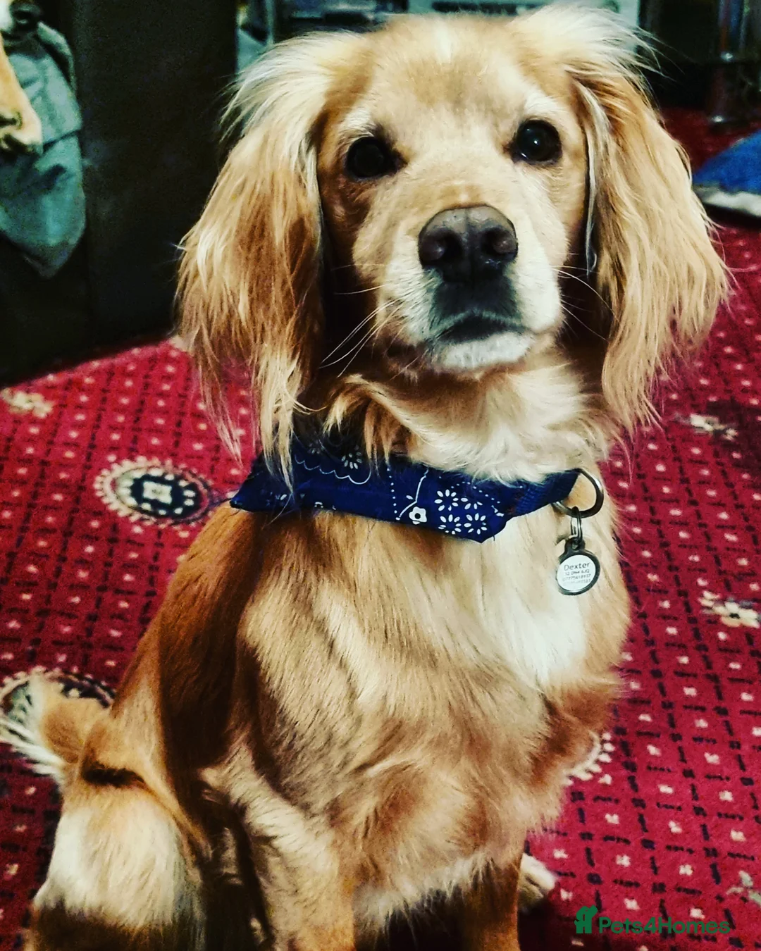 Cocker Spaniel dogs for stud: Proven Dexter for stud in Doncaster - Advert 3