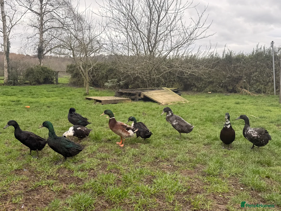 Ducks poultry for sale: 2 ducks for sale male & female  - Advert 1