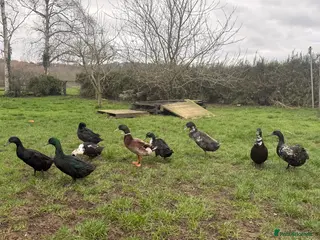 Ducks poultry for sale: 2 male runner/cayuga ducks available - Advert 1