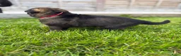 German Shepherd dogs for sale: 🐾 Working line German Shepherd puppies 🐾  - Advert 31