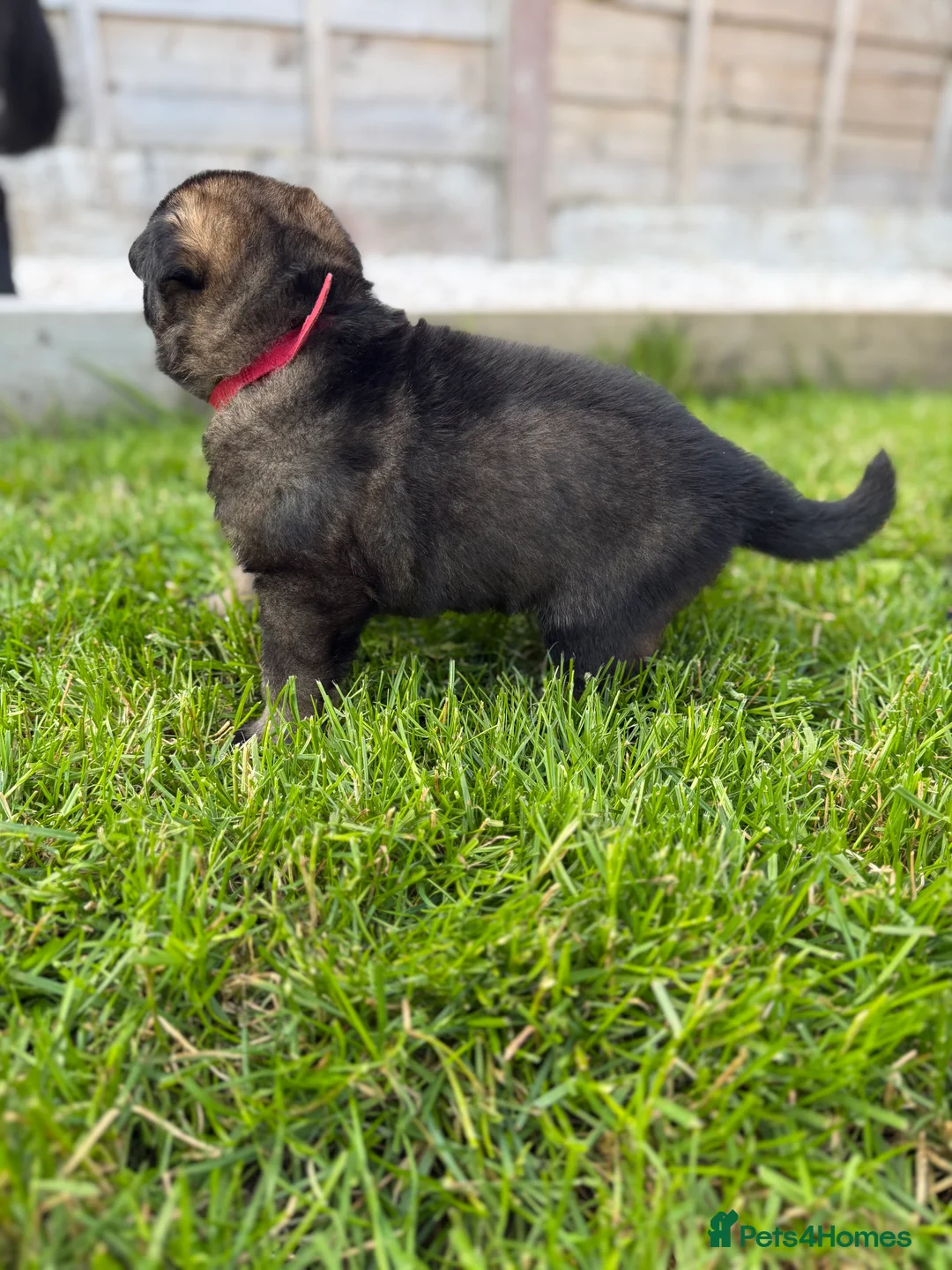 German Shepherd dogs for sale: 🐾 Working line German Shepherd puppies 🐾  - Advert 31