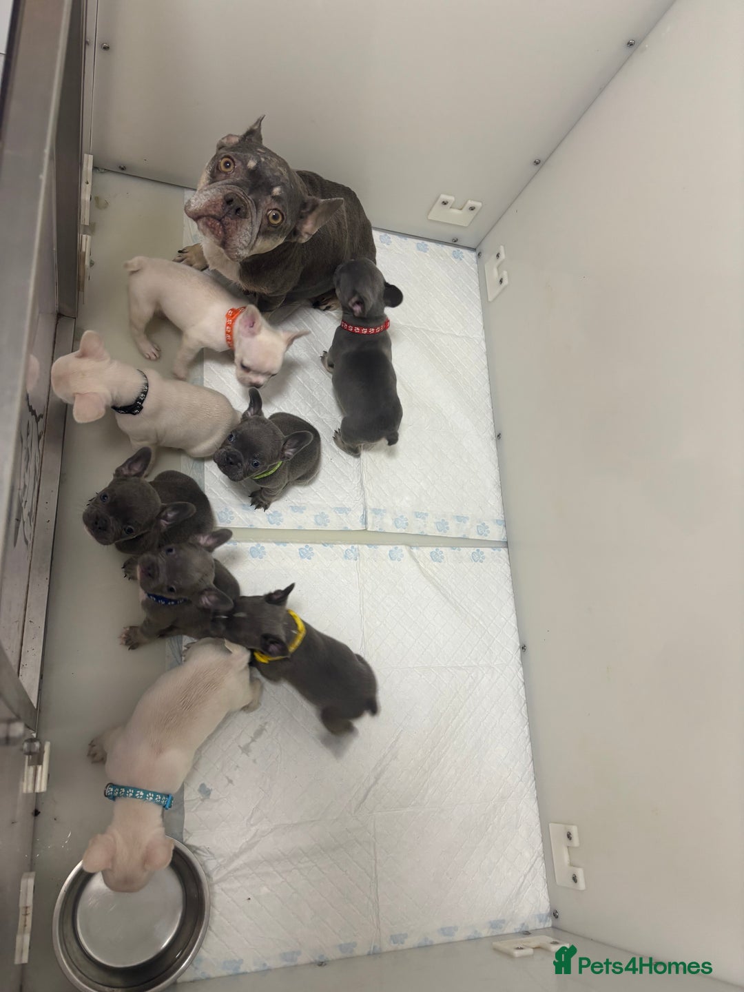French Bulldog dogs for sale: 8 stunning french bull dogs  - Image 11