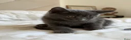 British Shorthair cats for sale: 2 British shorthair kittens!  - Advert 2
