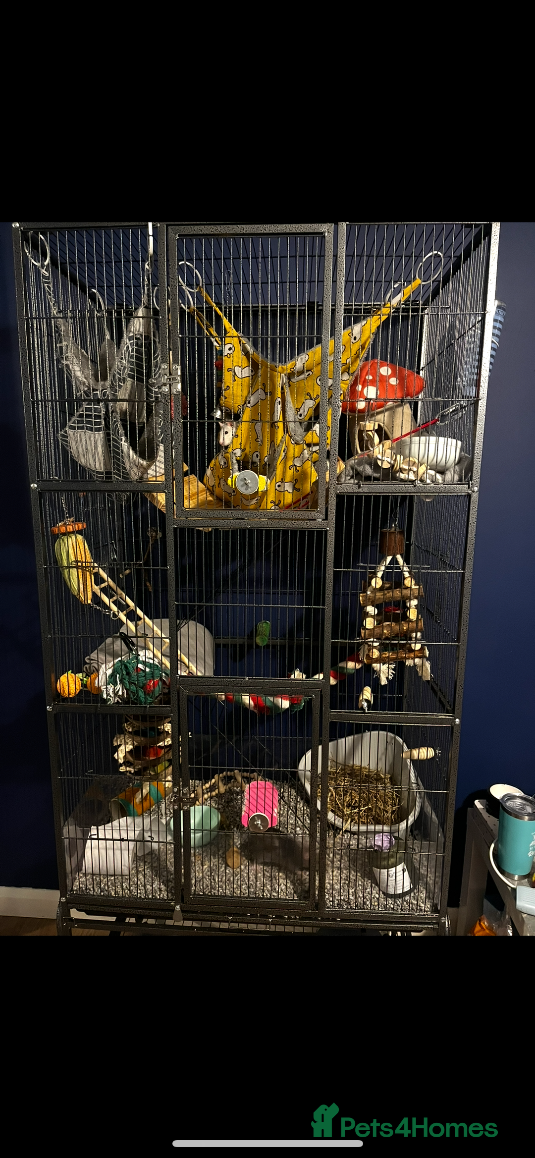 Rat rodents for sale: 4 female rats  - Advert 1