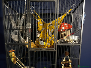 Rat rodents 4 female rats - Advert 15