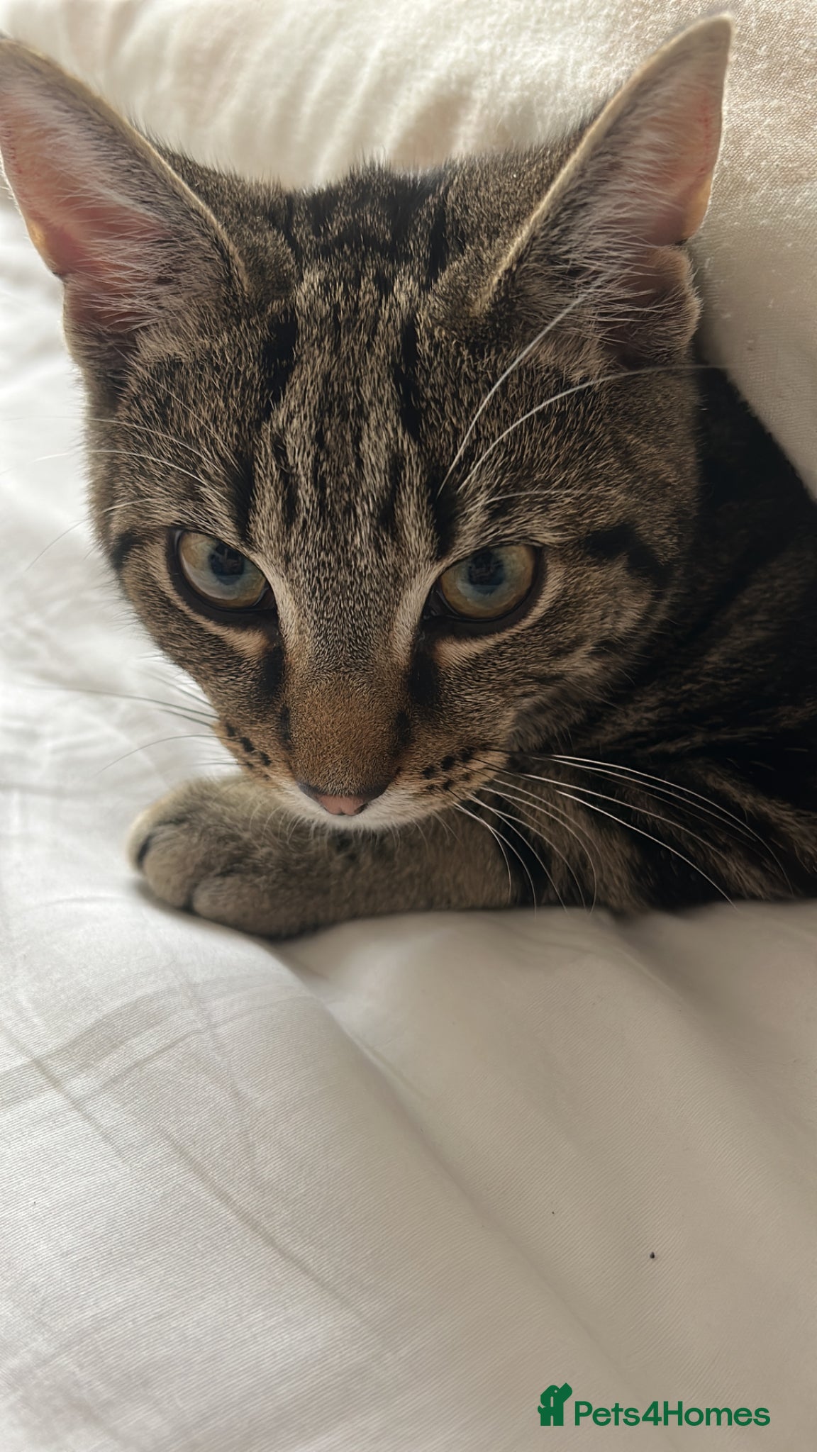 Mixed Breed cats 5 months old - Wallie - Advert 1