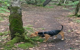 Jack Russell dogs for stud: Stud Available – Jack Russell Terrier - Image 1