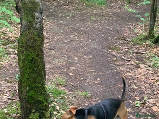 Jack Russell dogs - Advert 1