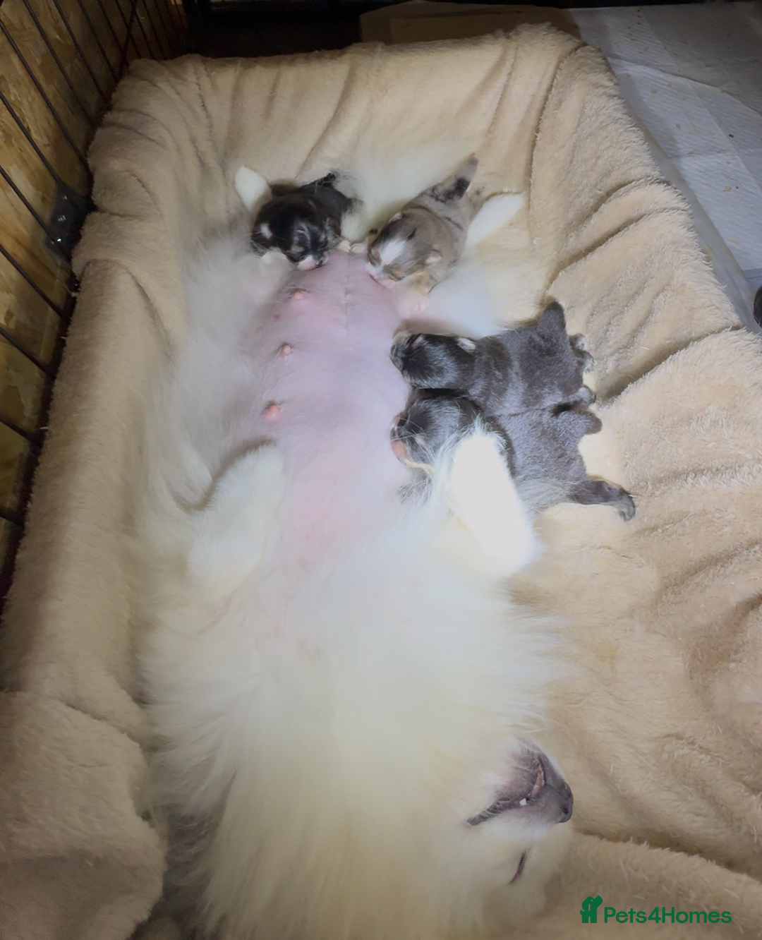 Pomeranian dogs for sale: Black &Tan Pomeranian puppy _Female - Advert 2