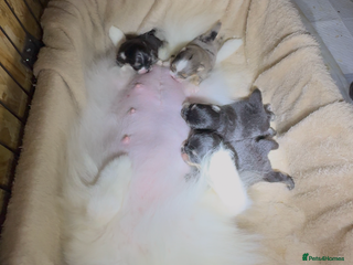 Pomeranian dogs Black &Tan Pomeranian puppy _Female - Advert 2