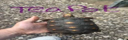 Tortoise reptiles for sale: Trio red footed tortoises - Advert 13