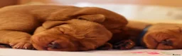 Labrador Retriever dogs for stud: Well proven FOX RED Labrador stud - Advert 9