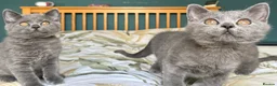 British Shorthair cats for sale: British Shorthair kittens - Advert 11