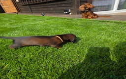 Dachshund dogs for sale: Red long-haired standard dachshund puppies - Image 17
