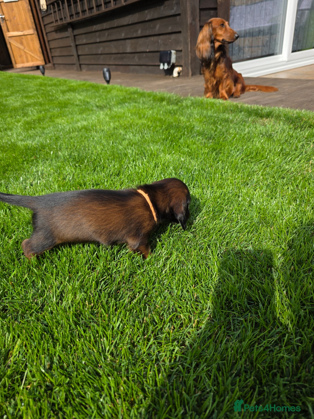 Dachshund dogs for sale: Red long-haired standard dachshund puppies - Image 17