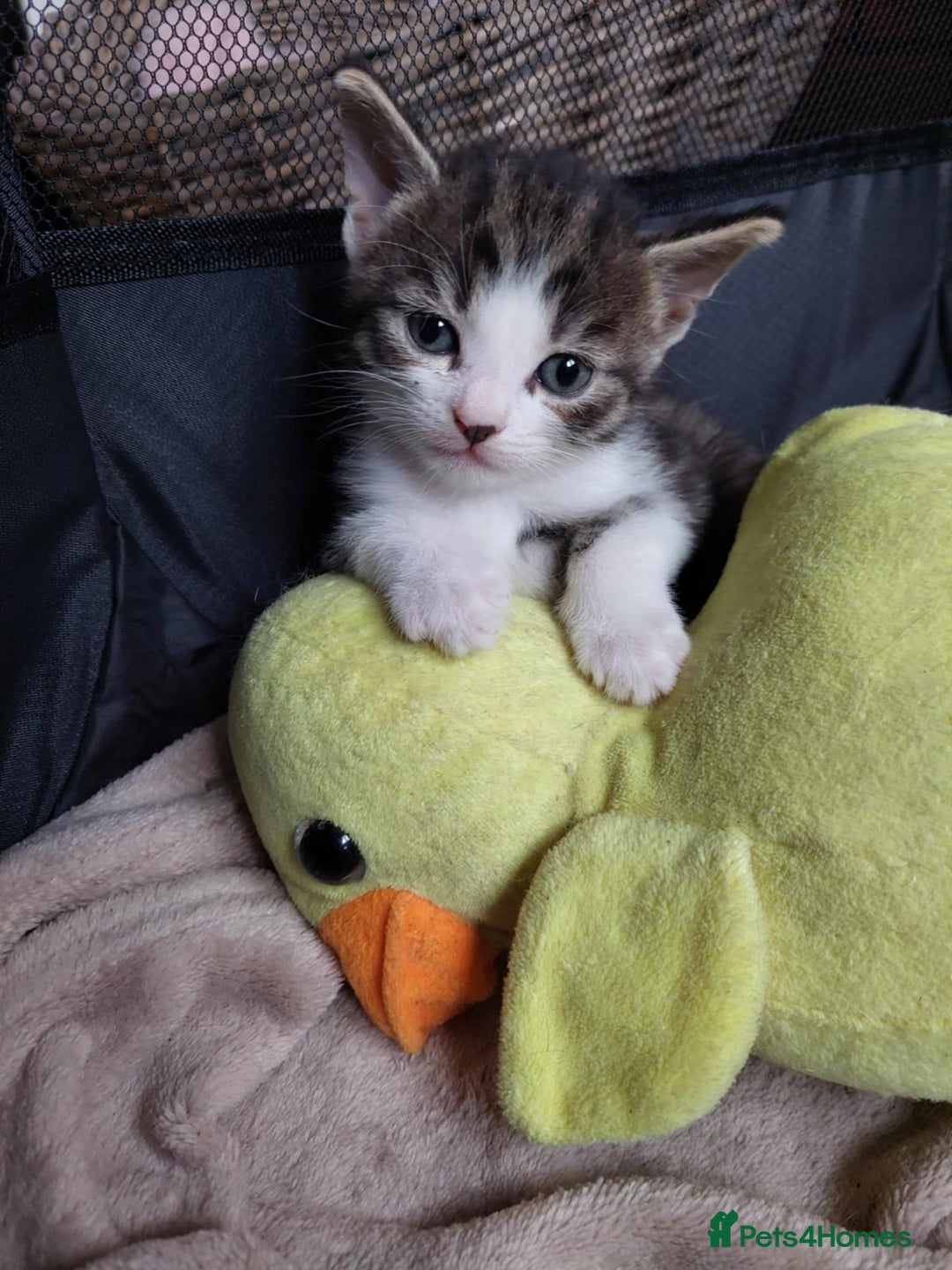 European cats for sale: Beautiful Kittens Looking for Loving Homes 🐾❤️ - Image 3
