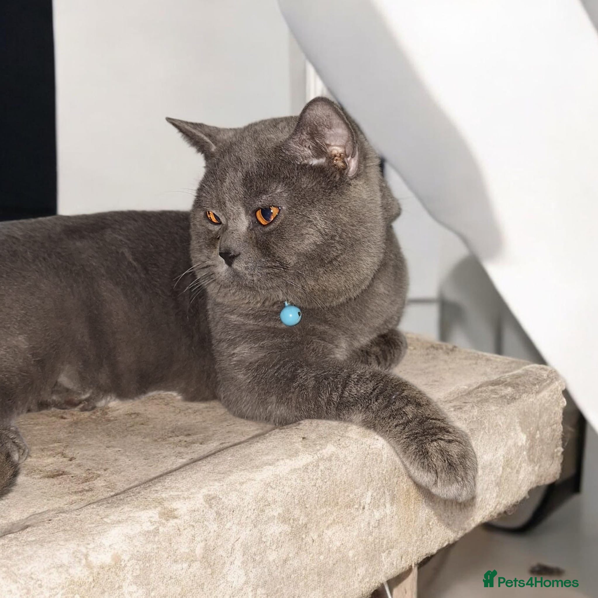 British Shorthair cats Stunning British Shorthair Blue Male –  - Advert 13