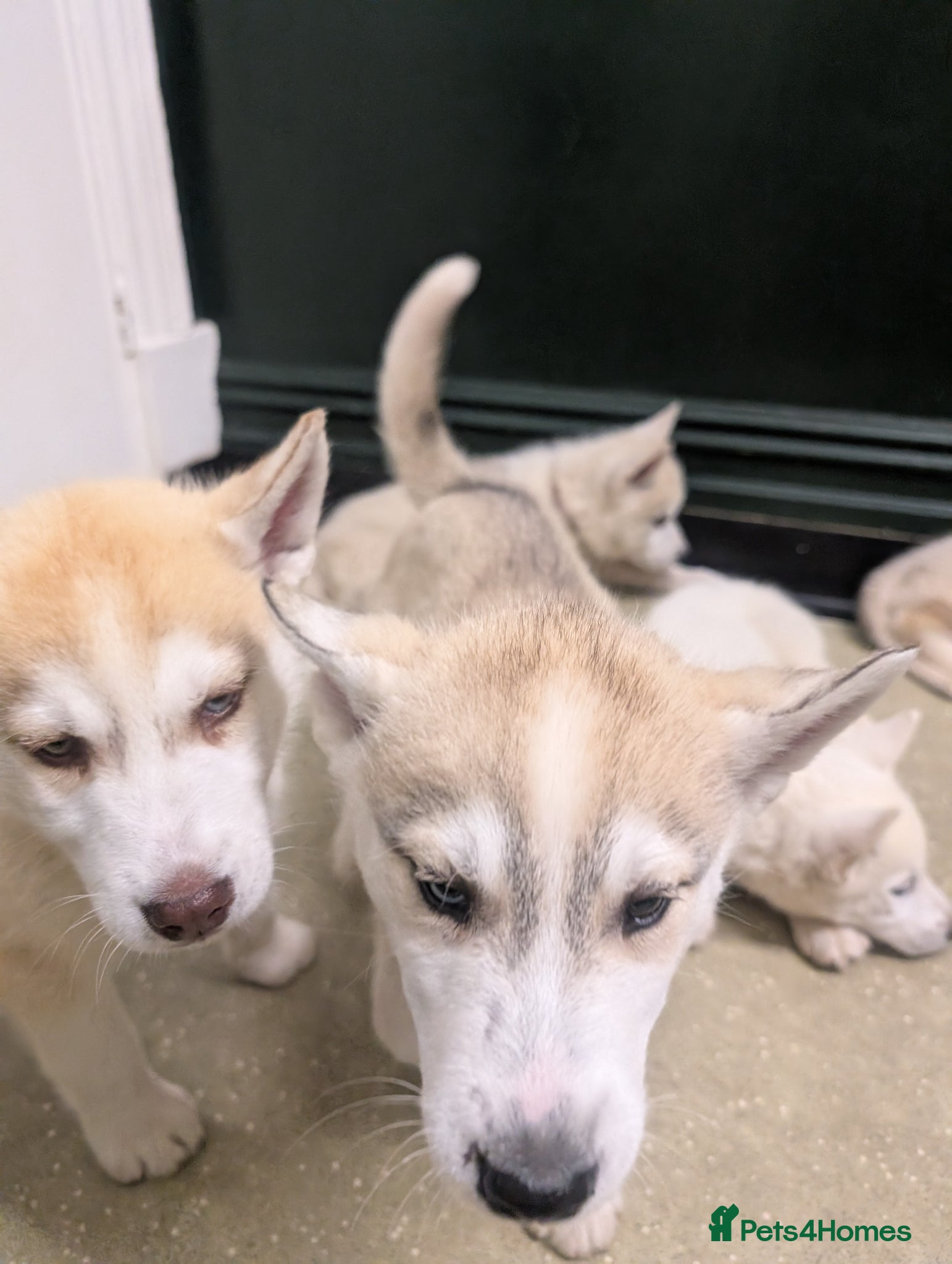 Siberian Husky dogs for sale: Siberian Husky puppies - Advert 8