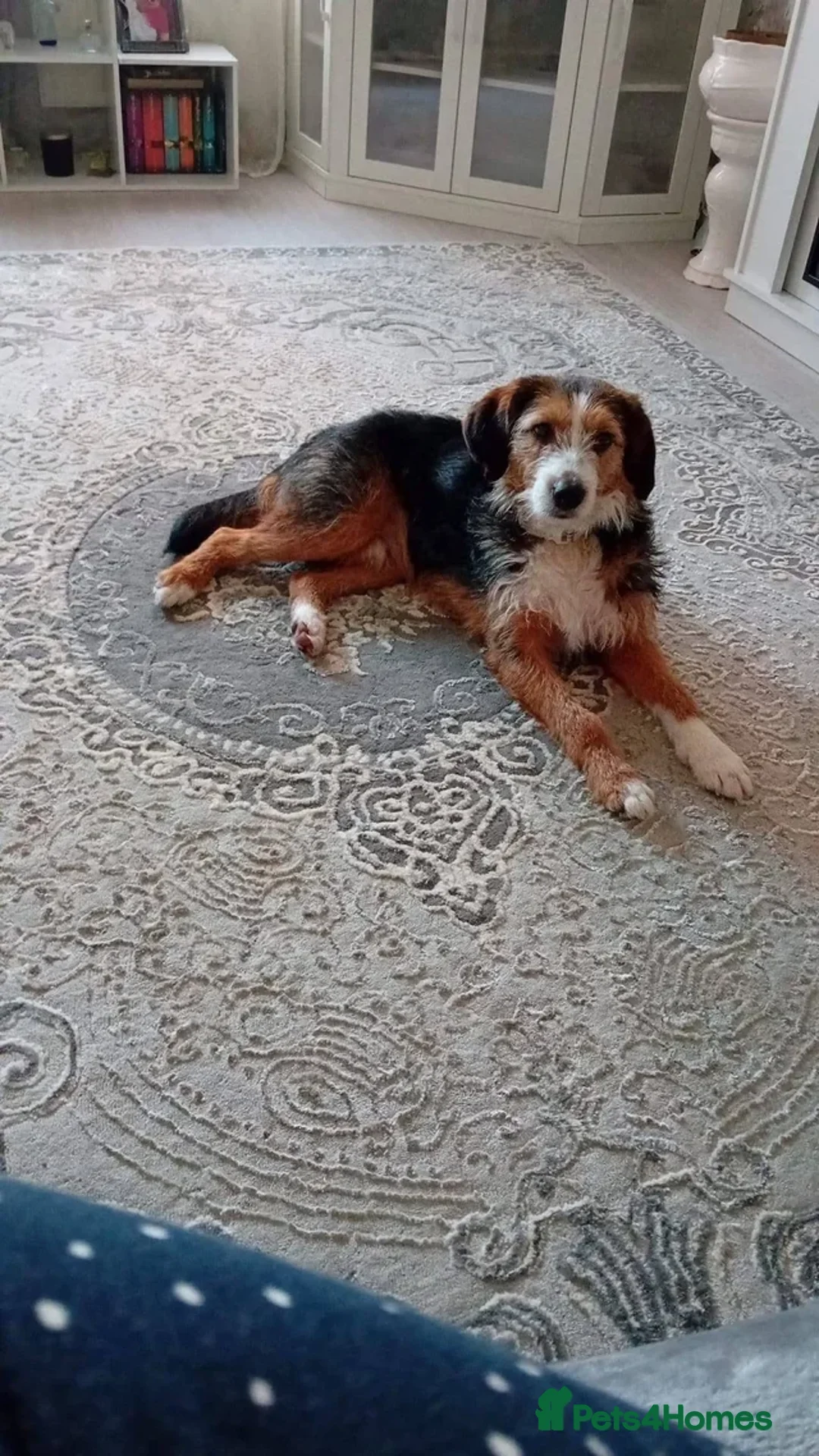 Mixed Breed dogs for sale: Ronnie  in Guildford - Advert 15