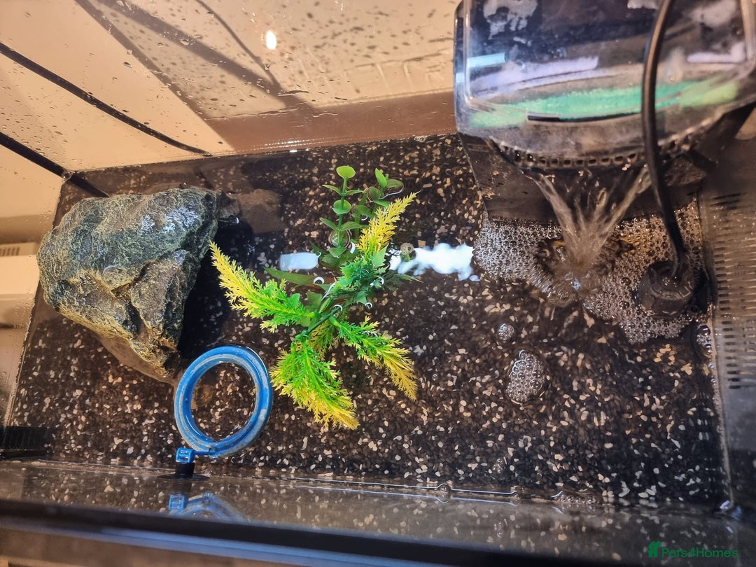 Terrapin reptiles for sale: Terrapin - Advert 7