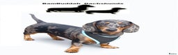 Dachshund dogs for stud: Mini Smooth KCReg Silver Dapple Health Tested Stud in Irvine - Advert 1