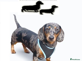 Dachshund dogs in Irvine - Advert 2