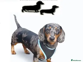 Dachshund dogs Mini Smooth KCReg Silver Dapple Health Tested Stud in Irvine - Advert 7