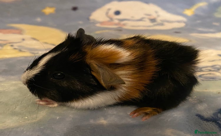 Guinea Pig rodents in Saint Helens - Advert 14