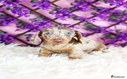 Miniature Dachshund dogs for sale: Ready now  - Advert 11