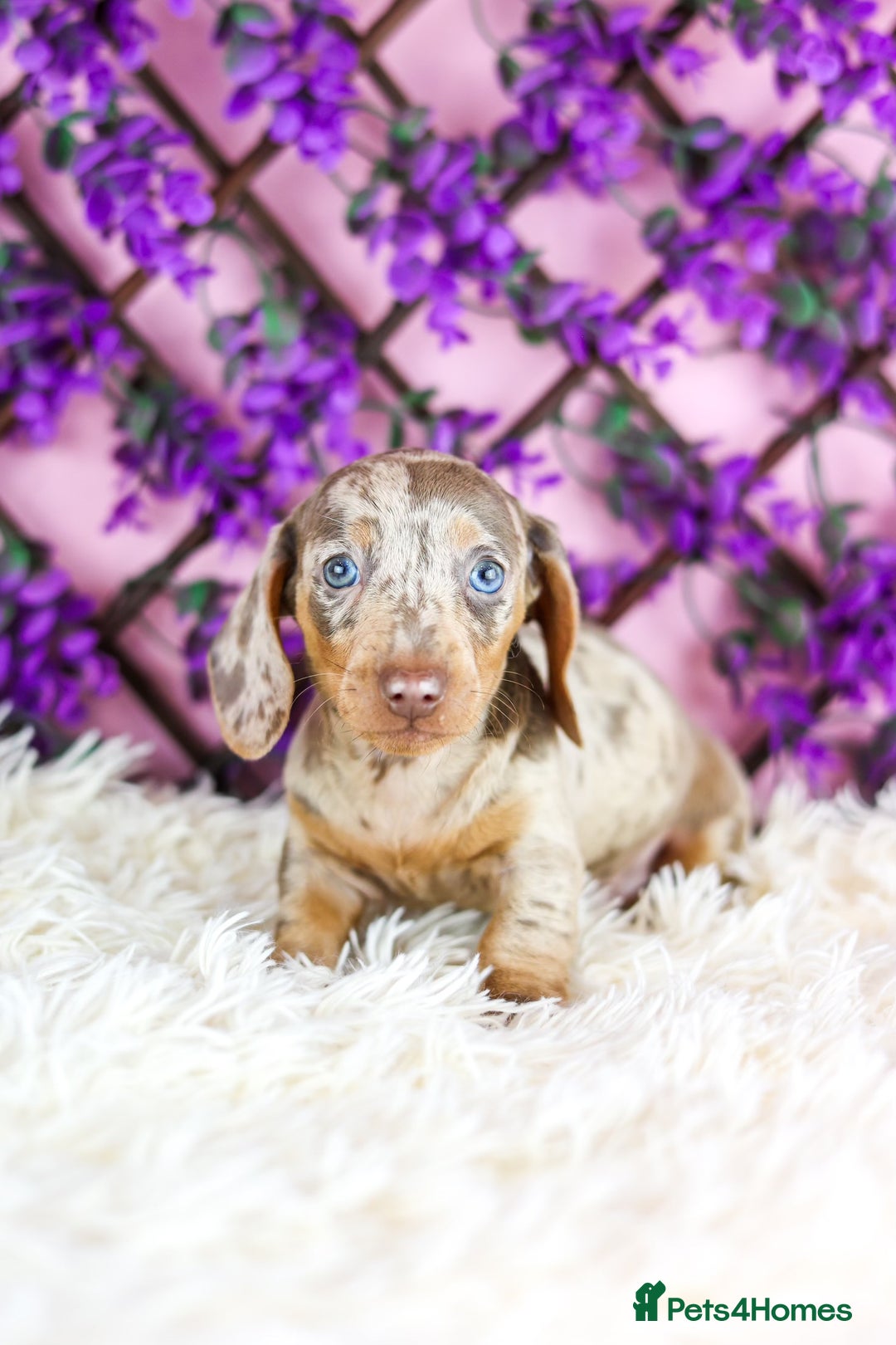 Miniature Dachshund dogs for sale: Ready now  - Advert 11
