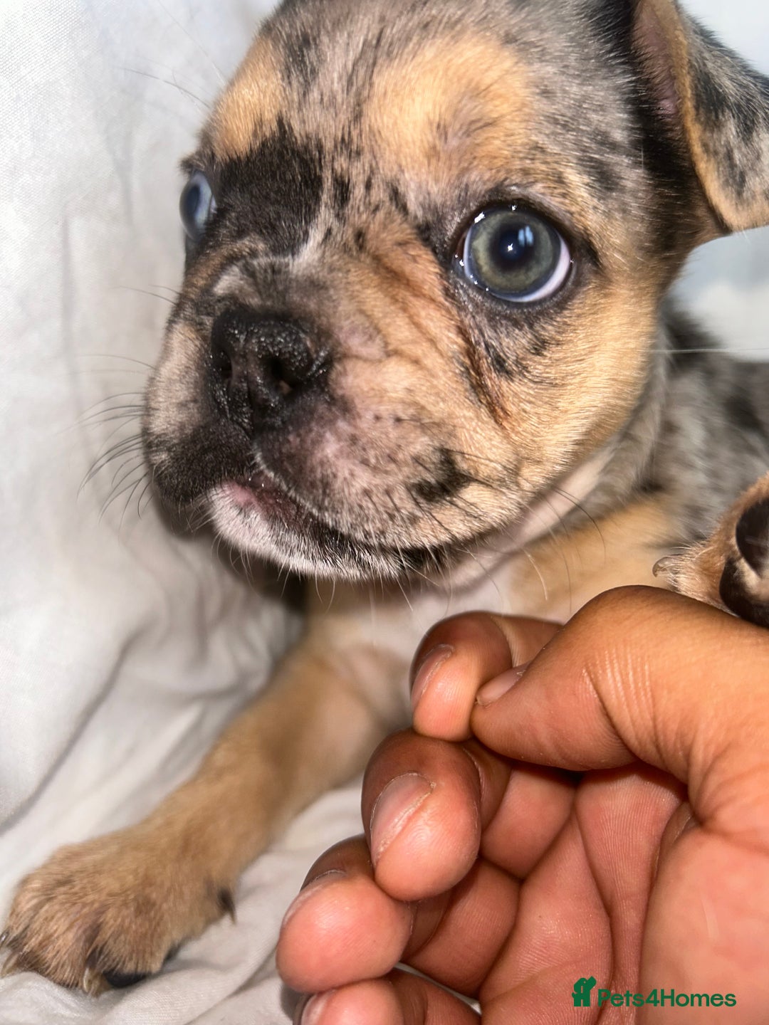 French Bulldog dogs for sale: French bulldog puppies fluffy carriers  - Image 18