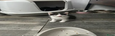 Mixed Breed Kitten 2