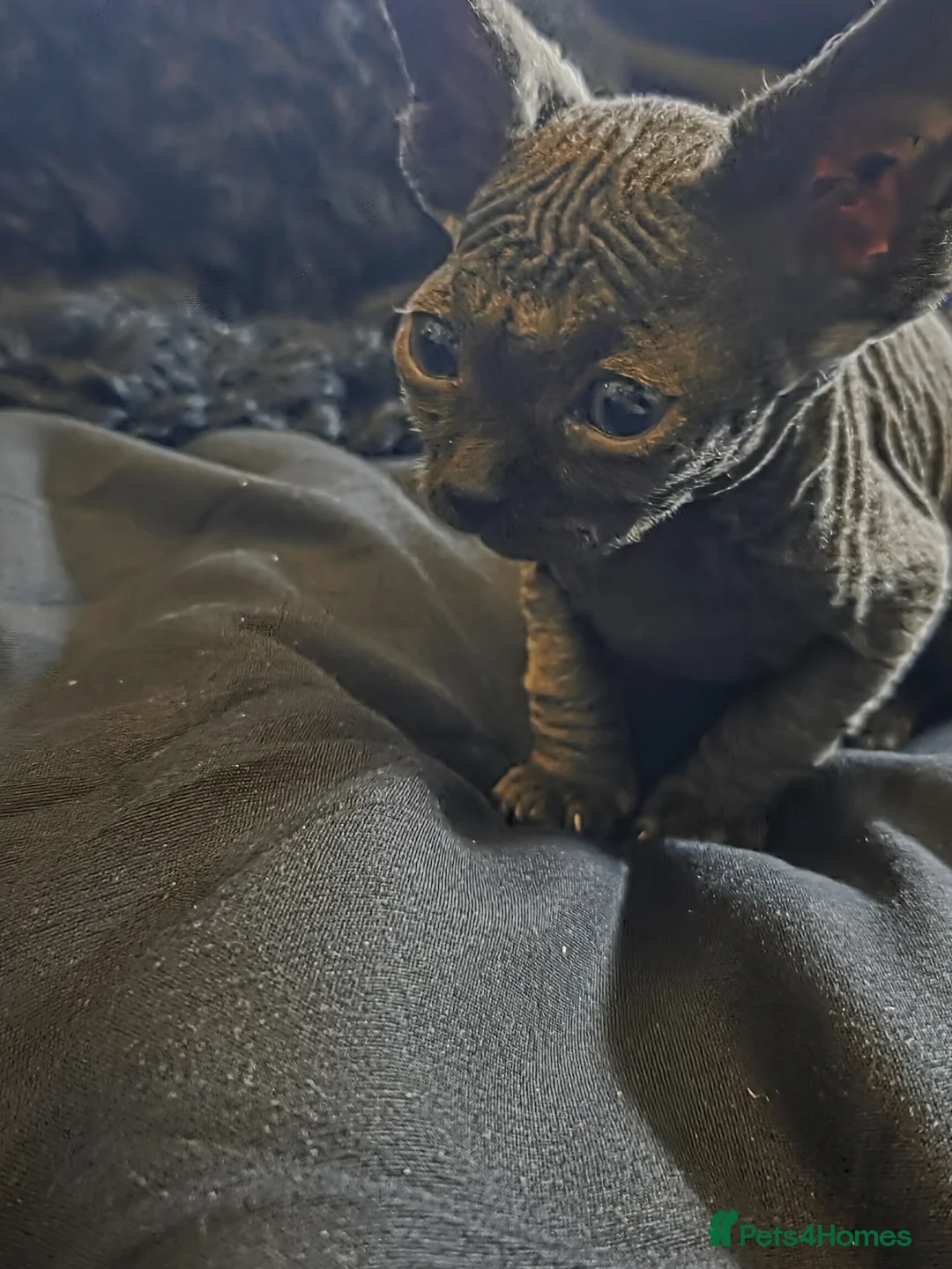 Sphynx cats for sale: Purebreed sphynx kittens  - Advert 2