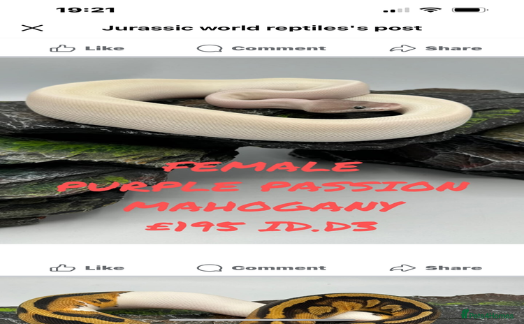 Tortoise reptiles - Advert 9