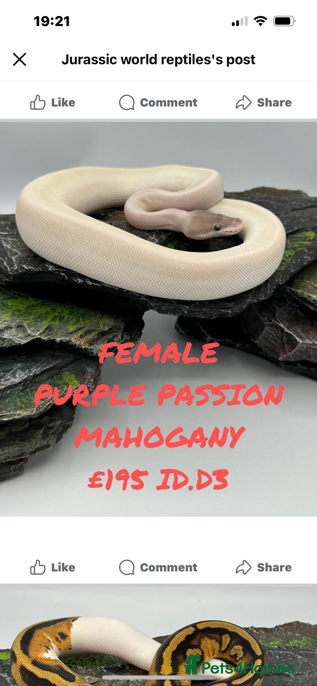 Tortoise reptiles for sale: Purple passion mahogany female.  - Image 1