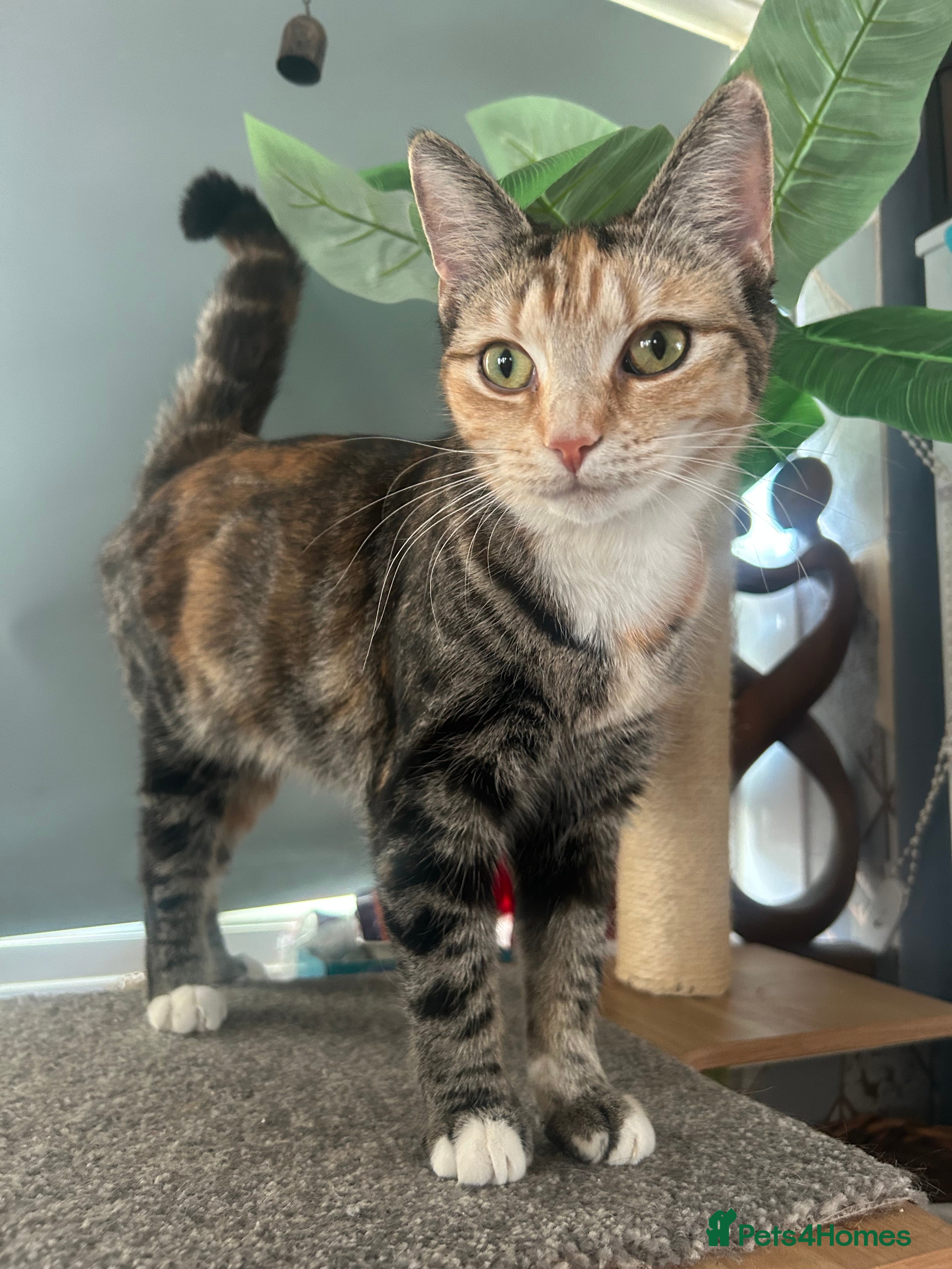 Mixed Breed cats Narla affectionate social female  - Advert 1